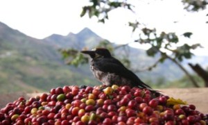 Bird on coffee cherries