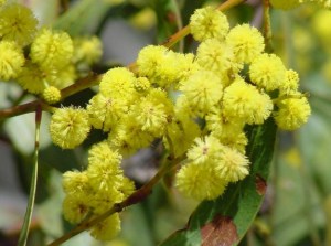 golden wattle (Acacia pycnantha)