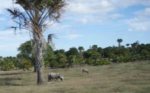 Swamp buffalo in Indonesia © C. Speed