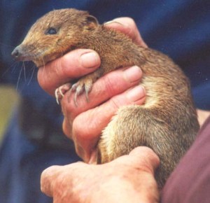 goldenbandicoot © F. O'Connor