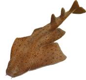 angel shark