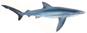 blue shark