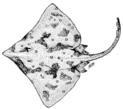common skate