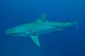 tiger shark