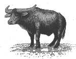 Water buffalo