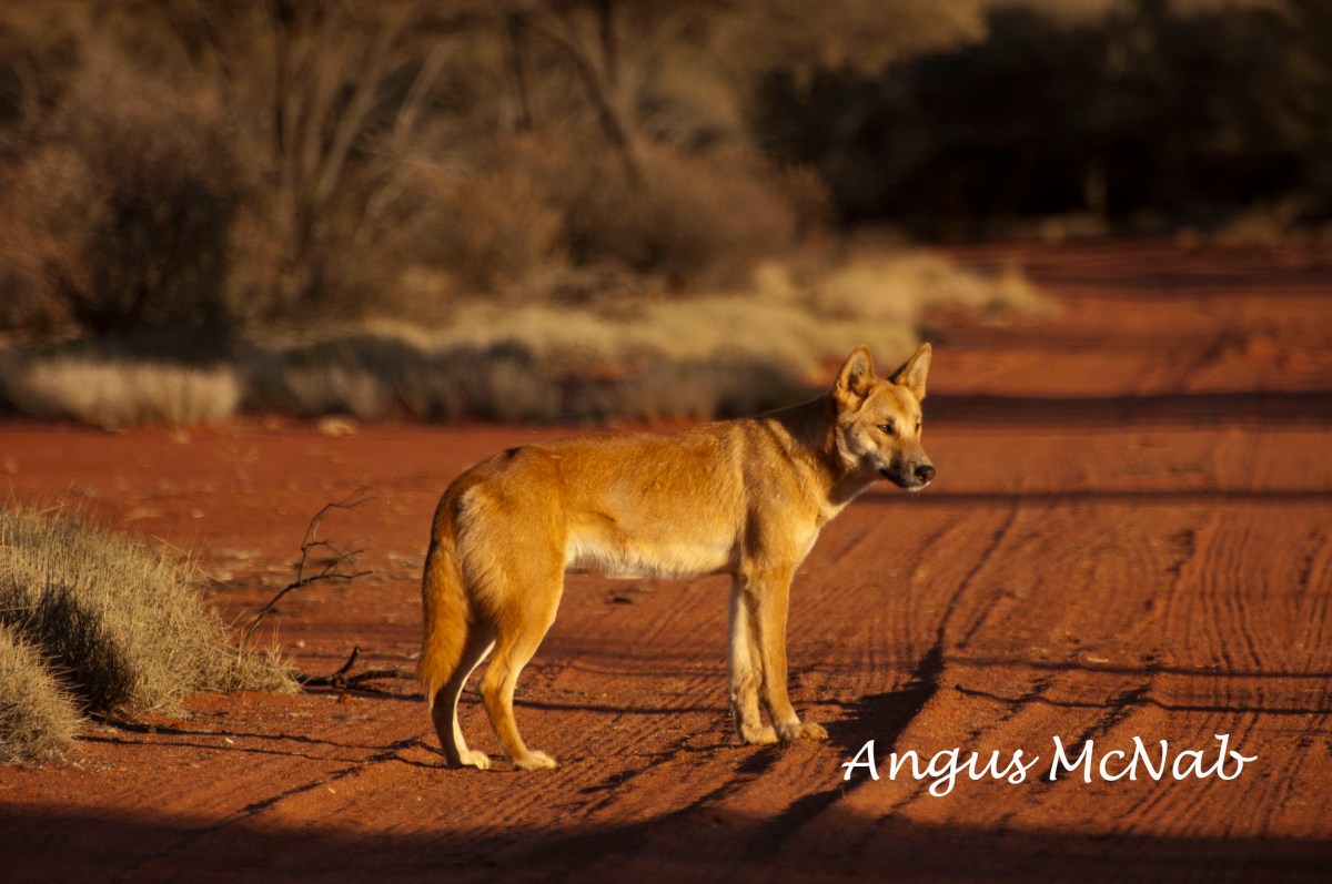 Open Letter: Public policy in South Australia regarding dingoes