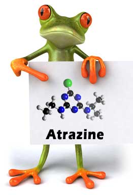 herrmaphrodite-frog_atrazine