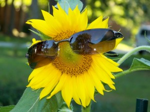 Sunflower with shades