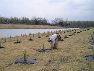 reforestation