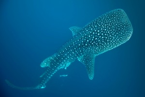 whale shark