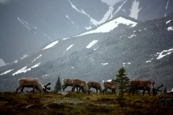 caribou in tonquin valley, Saakje