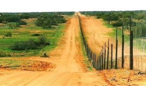 dingo fence