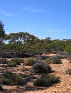 Mallee scrub