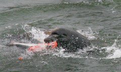 SealionEatSalmon_NOAA