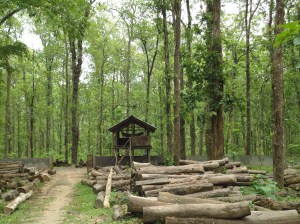 Illegally cut trees waiting for auction