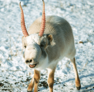 BehaviourImageSaigaSM