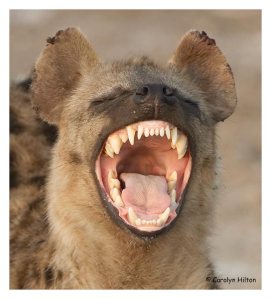 Smiling hyaena