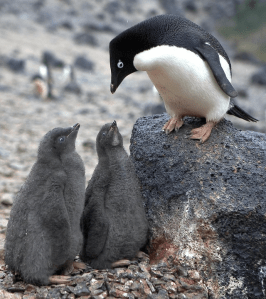 © N. Russill http://goo.gl/dfV4o