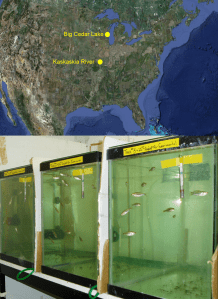 CB_OutbreedingDepression Photo