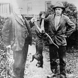 dead or alive thylacine