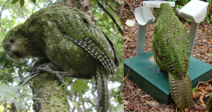 Quercus_KakFeed Photo