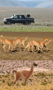 Guanaco fleeing