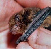 Christmas Island pipistrelle bat (Pipistrellus murrayi). © M. Schultz