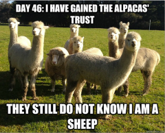 Undercover-Sheep-Meme
