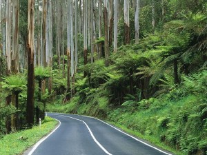Yarra-Ranges-National-Park-Australia
