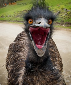 Speaking Emu