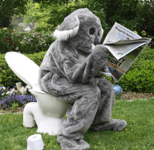 How to tell if a koala has been in your garden. © Great Koala Count