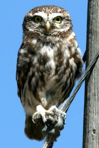 © Cagan Sekercioglu