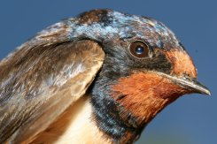 © Cagan Sekercioglu