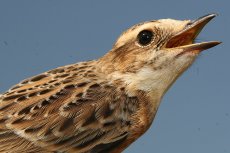 © Cagan Sekercioglu