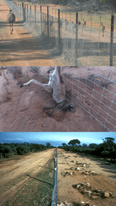 Just a little of the dog fence's carnage and cruelty at work.