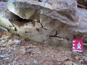 The giant Dickinsonia rex - a flat, worm-like discoid animal. © D. García-Bellido