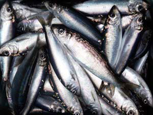 pacificherring_noaa