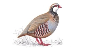 red-legged partridge