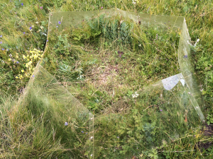 An open-top chamber surrounding one experimental plot. These increased the temperature at the soil by an average of 1.3 ˚C.