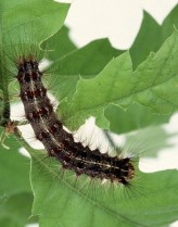 Lymantria larva