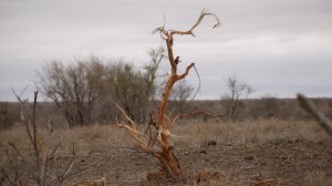 Plants take quite the beating from megaherbivores