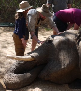 My daughter and I had the marvellous opportunity to interact with live elephants at Elephant Whispers (https://goo.gl/zMHteQ)