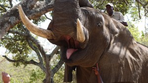 29 year-old 'Tembo' shows us his grinders © CJA Bradshaw