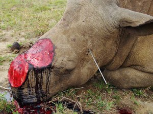 rhino-poaching