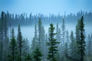 A view of the Waswanipi-Broadback Forest in the Abitibi region of Northern Quebec, one of the last remaining intact Boreal Forests in the province (source: EnergyDesk).