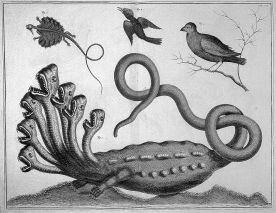 Hydra. Seba Albertus (1734-1765). Image from Wellsome Trust