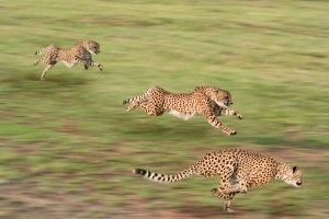 cheetah_shutterstock_37268149