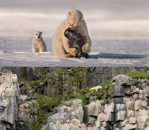 cb_climatechange2_polarbears_photo1