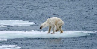 cb_climatechange2_polarbears_photo2