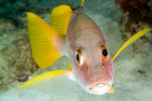 Lutjanus apodus Schoolmaster Belize copy